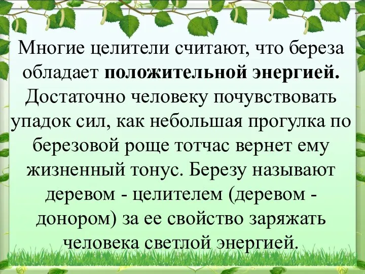 Многие целители считают, что береза обладает положительной энергией. Достаточно человеку почувствовать