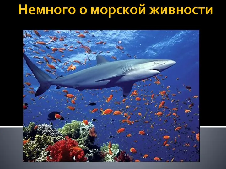 Немного о морской живности