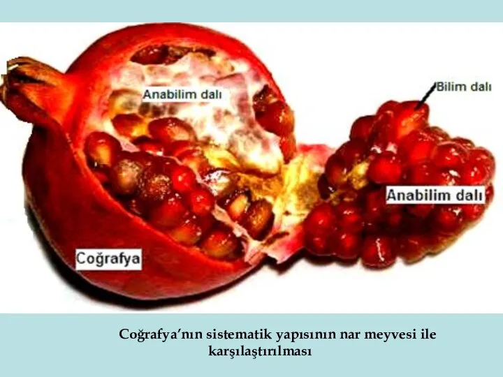 Coğrafya’nın sistematik yapısının nar meyvesi ile karşılaştırılması