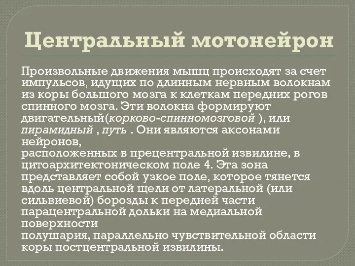 Центральный мотонейрон Произвольные движения мышц происходят за счет импульсов, идущих по