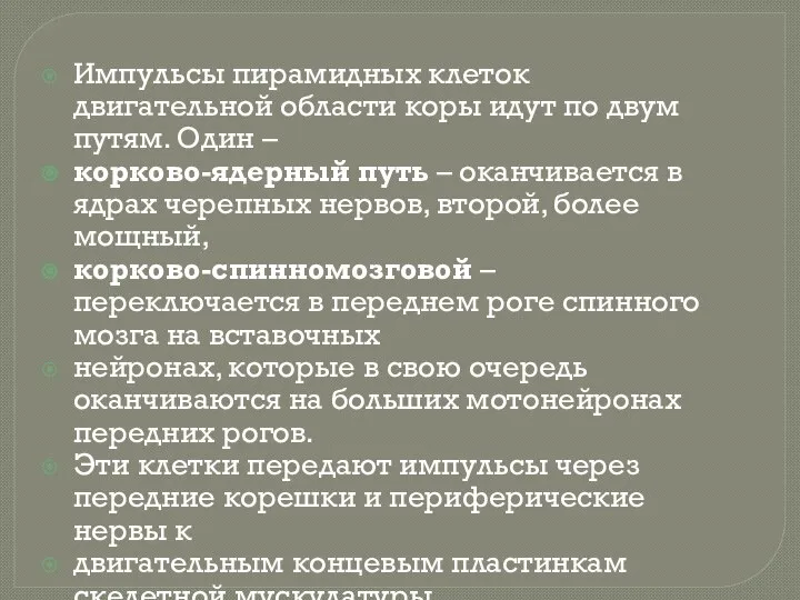 Импульсы пирамидных клеток двигательной области коры идут по двум путям. Один