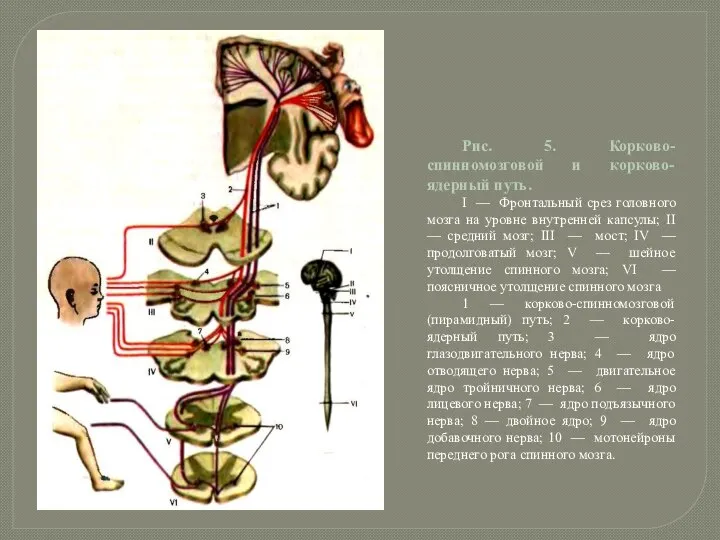 Рис. 5. Корково-спинномозговой и корково-ядерный путь. I — Фронтальный срез головного
