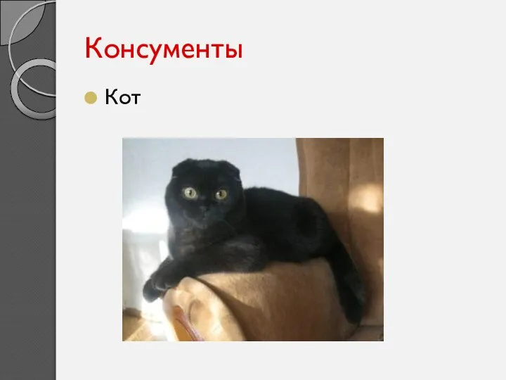 Консументы Кот