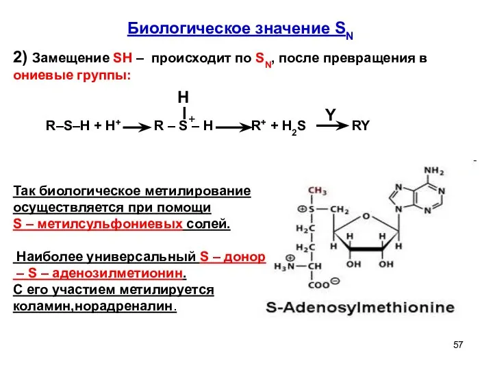 Биологическое значение SN H Y + Так биологическое метилирование осуществляется при