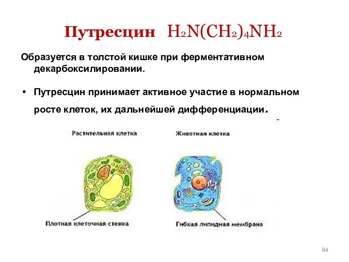 Путресцин H2N(CH2)4NH2 Образуется в толстой кишке при ферментативном декарбоксилировании. Путресцин принимает