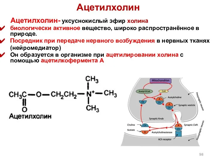 Ацетилхолин Ацетилхолин- уксуснокислый эфир холина биологически активное вещество, широко распространённое в