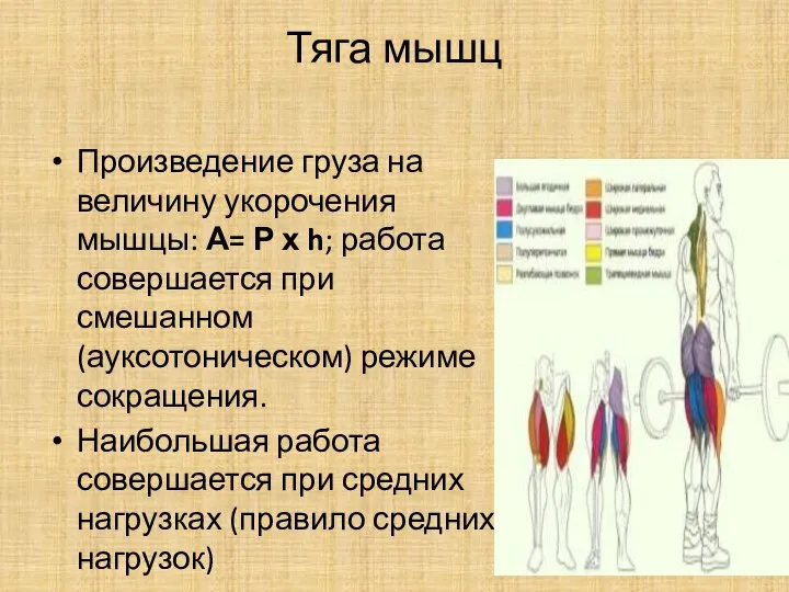 Тяга мышц Произведение груза на величину укорочения мышцы: А= Р х