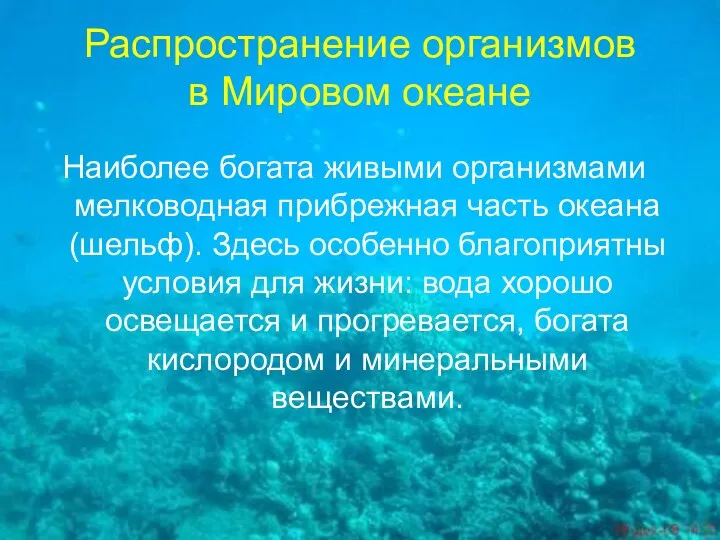 Распространение организмов в Мировом океане Наиболее богата живыми организмами мелководная прибрежная