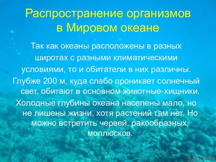 Распространение организмов в Мировом океане Так как океаны расположены в разных