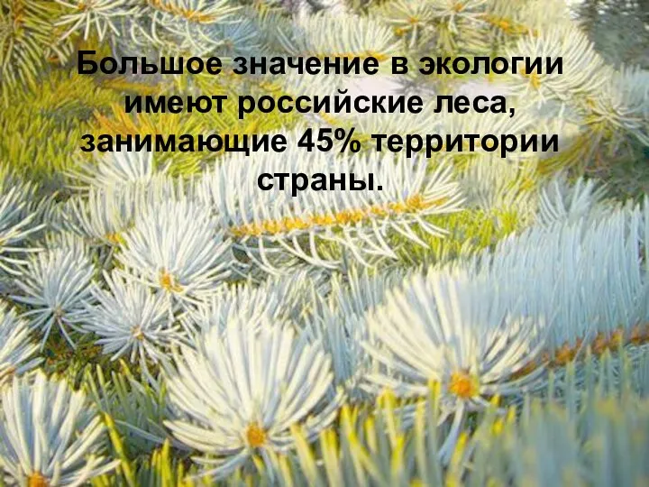 Большое значение в экологии имеют российские леса, занимающие 45% территории страны.