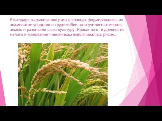 Благодаря выращиванию риса в японцах формировалась их знаменитое упорство и трудолюбие,