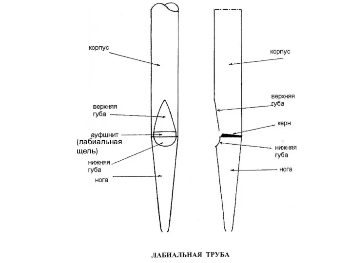 (лабиальная щель)