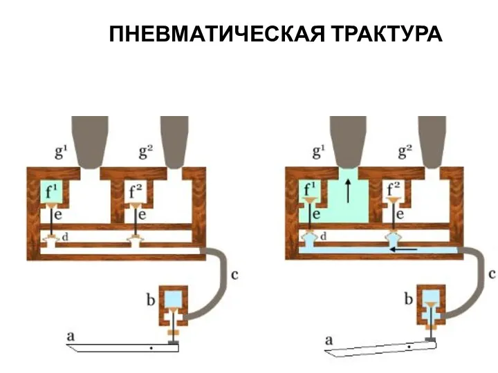 ПНЕВМАТИЧЕСКАЯ ТРАКТУРА