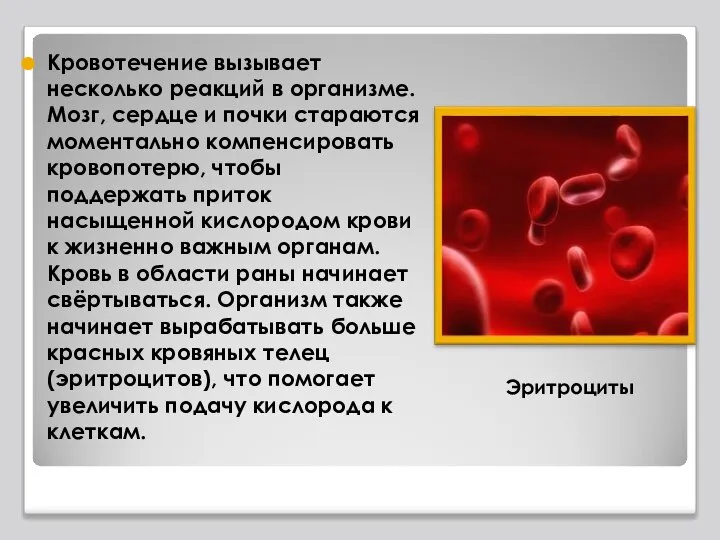 Кровотечение вызывает несколько реакций в организме. Мозг, сердце и почки стараются