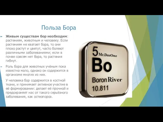 Польза Бора Живым существам бор необходим: растениям, животным и человеку. Если