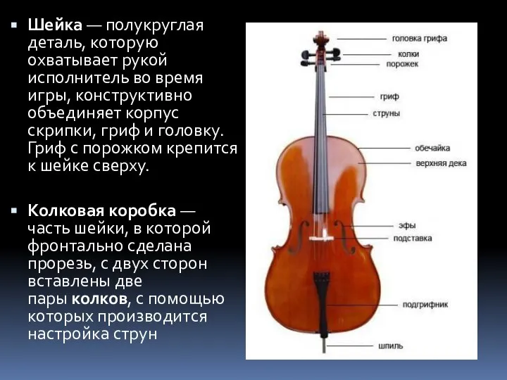 Шейка — полукруглая деталь, которую охватывает рукой исполнитель во время игры,