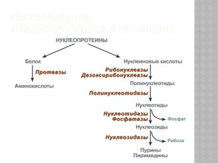 ПЕРЕВАРИВАНИЕ НУКЛЕОПРОТЕИДОВ В ОРГАНИЗМЕ.