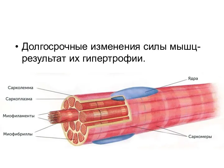 Долгосрочные изменения силы мышц- результат их гипертрофии.