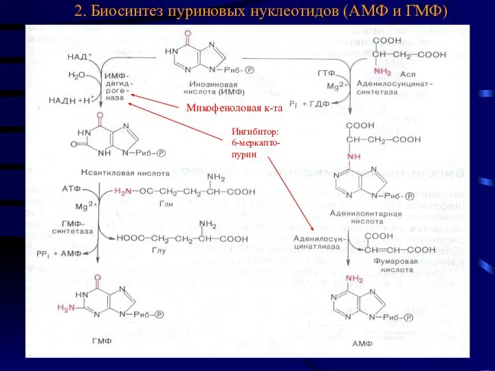 2. Биосинтез пуриновых нуклеотидов (АМФ и ГМФ) Микофеноловая к-та Ингибитор: 6-меркапто- пурин
