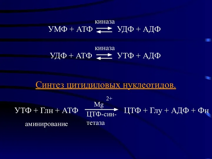 Синтез цитидиловых нуклеотидов. УТФ + Глн + АТФ ЦТФ + Глу