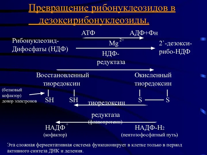 Превращение рибонуклеозидов в дезоксирибонуклеозиды. Рибонуклеозид- Дифосфаты (НДФ) АТФ АДФ+Фн Mg 2+