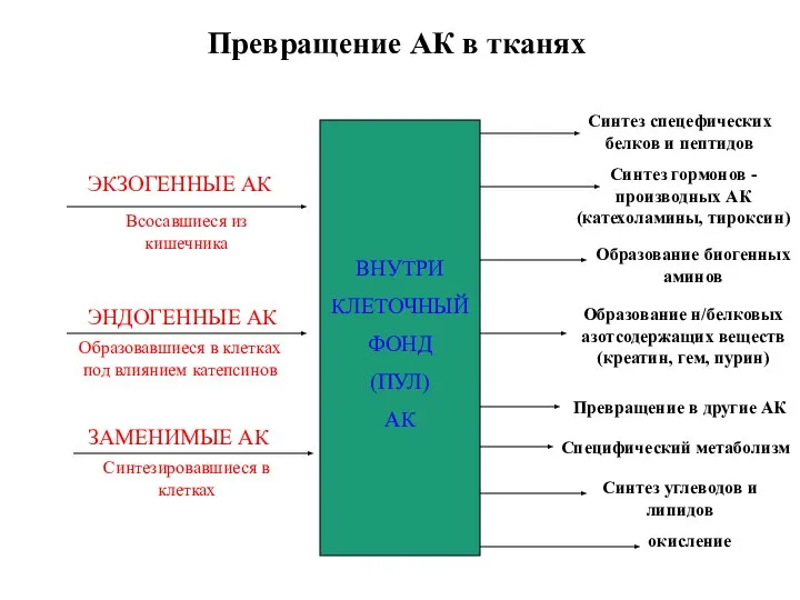 Превращение АК в тканях ВНУТРИ КЛЕТОЧНЫЙ ФОНД (ПУЛ) АК Всосавшиеся из