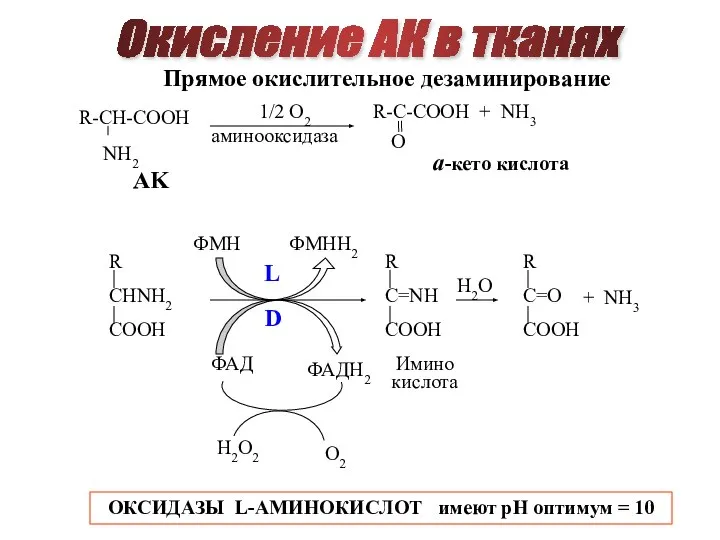 Окисление АК в тканях Прямое окислительное дезаминирование AK a-кето кислота 1/2