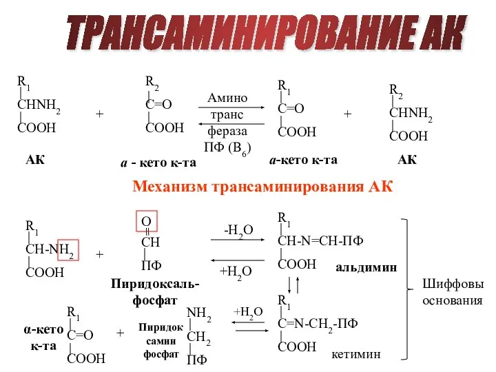 ТРАНСАМИНИРОВАНИЕ АК АК a - кето к-та a-кето к-та АК +