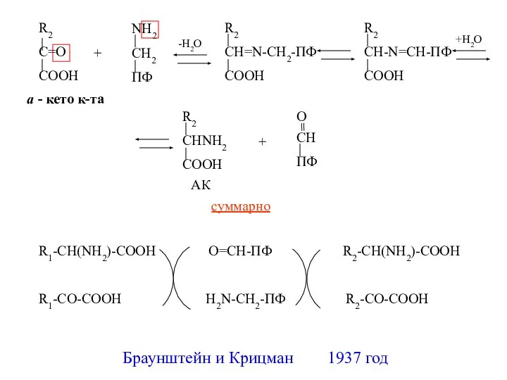 + + суммарно R1-CH(NH2)-COOH O=CH-ПФ R2-CH(NH2)-COOH R1-CO-COOH H2N-CH2-ПФ R2-CO-COOH Браунштейн и Крицман 1937 год