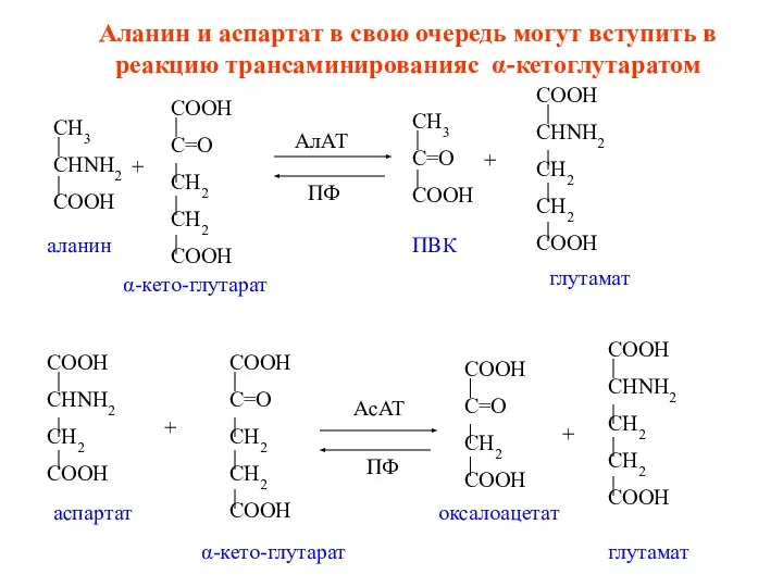 Аланин и аспартат в свою очередь могут вступить в реакцию трансаминированияс