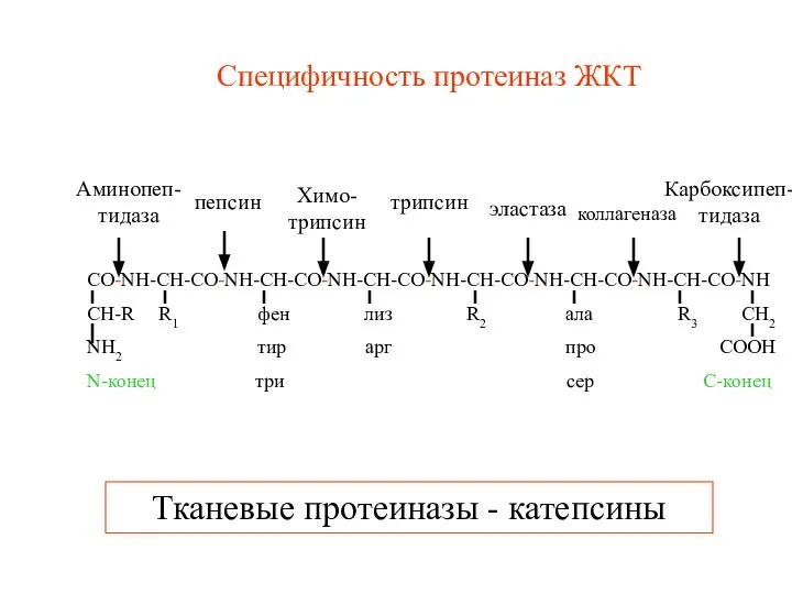 Специфичность протеиназ ЖКТ Аминопеп-тидаза пепсин Химо-трипсин трипсин эластаза коллагеназа Карбоксипеп-тидаза Тканевые протеиназы - катепсины