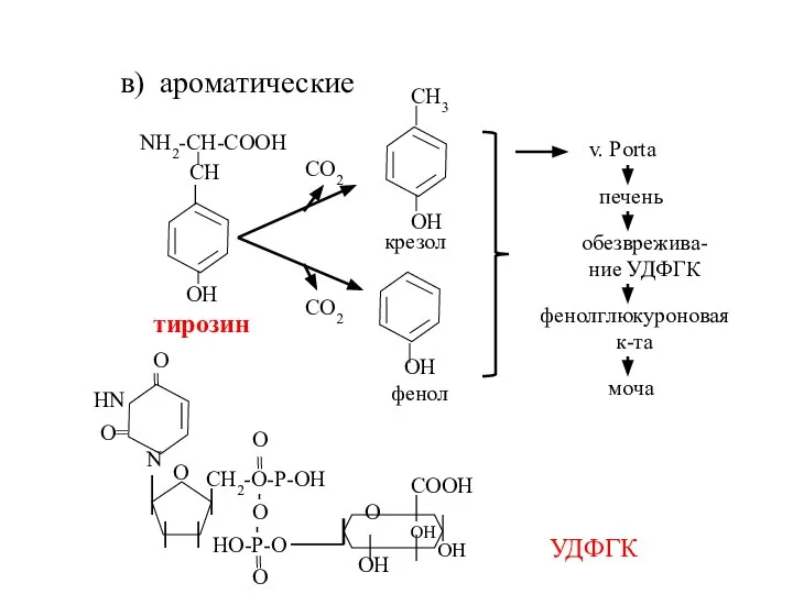 в) ароматические v. Porta УДФГК моча фенолглюкуроновая к-та обезврежива-ние УДФГК печень тирозин