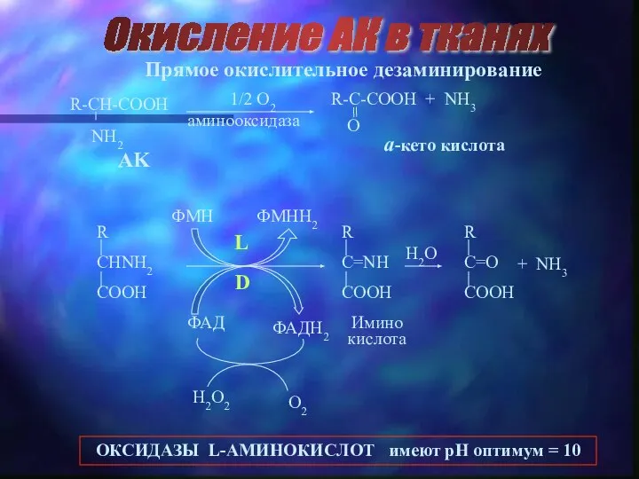 Окисление АК в тканях Прямое окислительное дезаминирование AK a-кето кислота 1/2