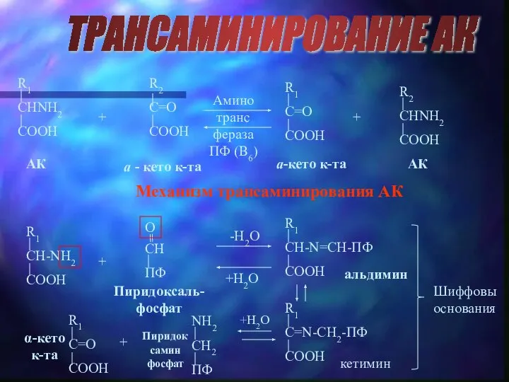 ТРАНСАМИНИРОВАНИЕ АК АК a - кето к-та a-кето к-та АК +