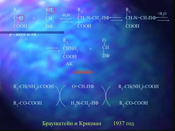 + + суммарно R1-CH(NH2)-COOH O=CH-ПФ R2-CH(NH2)-COOH R1-CO-COOH H2N-CH2-ПФ R2-CO-COOH Браунштейн и Крицман 1937 год