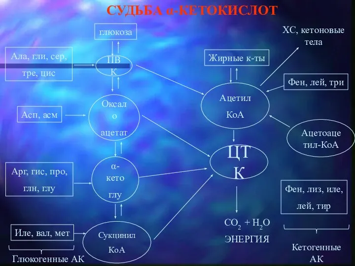 СУДЬБА α-КЕТОКИСЛОТ ПВК Оксало ацетат α-кето глу Сукцинил КоА ЦТК CO2