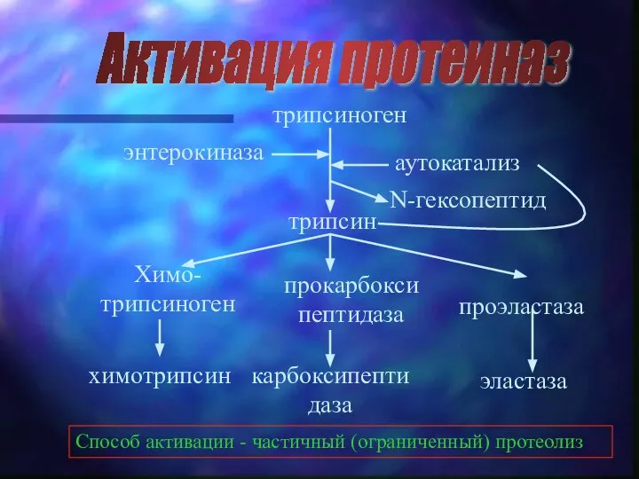 трипсиноген трипсин Химо-трипсиноген химотрипсин прокарбоксипептидаза карбоксипептидаза проэластаза эластаза аутокатализ N-гексопептид энтерокиназа