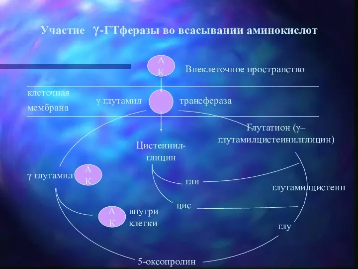 клеточная мембрана АК глу Глутатион (γ–глутамилцистеинилглицин) Внеклеточное пространство