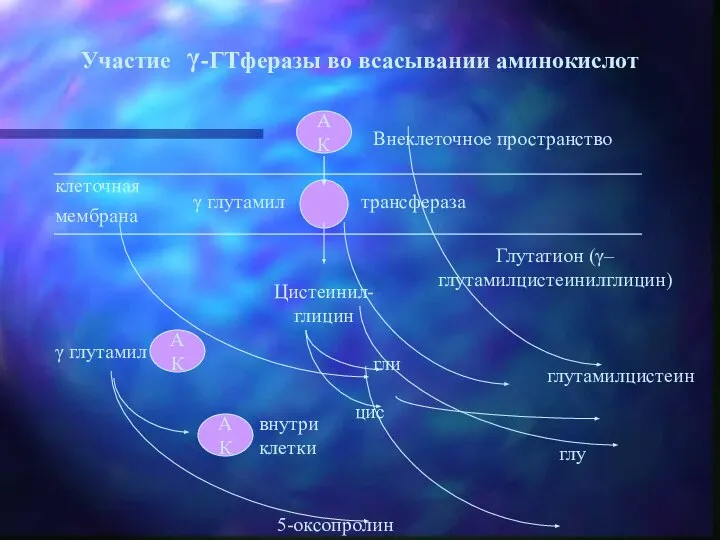 клеточная мембрана АК глу Глутатион (γ–глутамилцистеинилглицин) Внеклеточное пространство