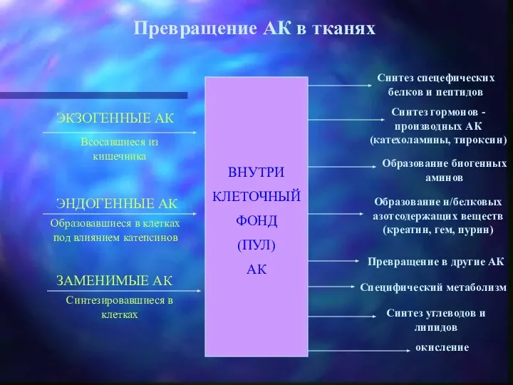 Превращение АК в тканях ВНУТРИ КЛЕТОЧНЫЙ ФОНД (ПУЛ) АК Всосавшиеся из