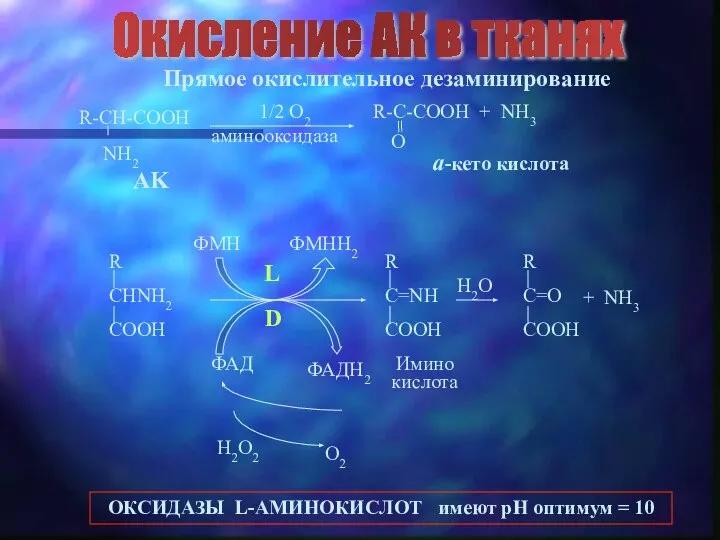 Окисление АК в тканях Прямое окислительное дезаминирование AK a-кето кислота 1/2