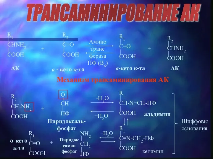 ТРАНСАМИНИРОВАНИЕ АК АК a - кето к-та a-кето к-та АК +