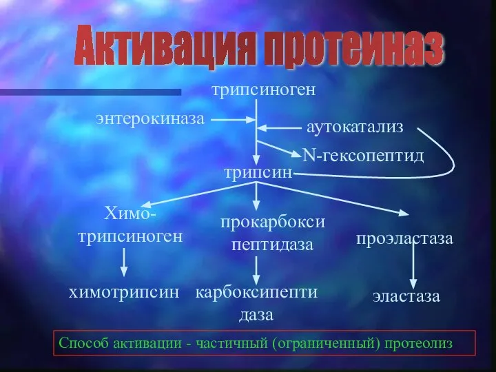 трипсиноген трипсин Химо-трипсиноген химотрипсин прокарбоксипептидаза карбоксипептидаза проэластаза эластаза аутокатализ N-гексопептид энтерокиназа