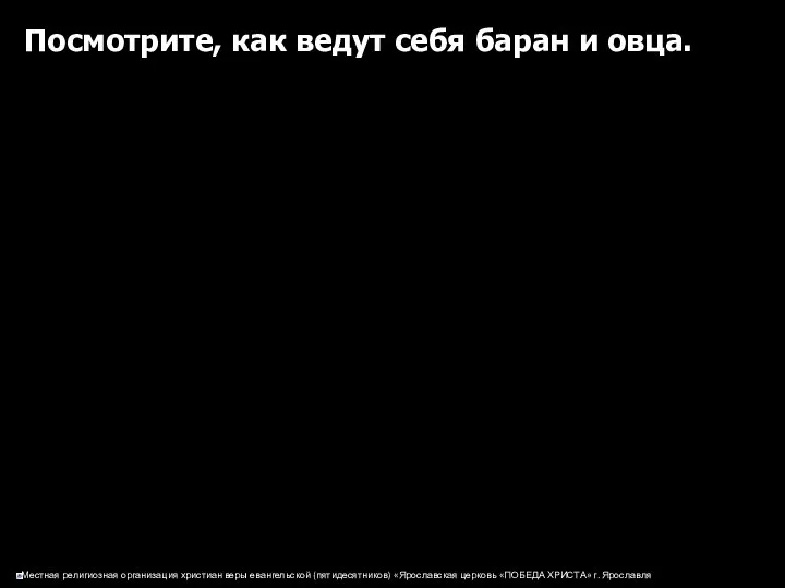 Посмотрите, как ведут себя баран и овца.