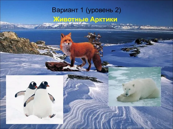 Вариант 1 (уровень 2) Животные Арктики