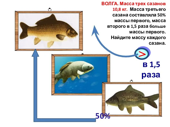 ВОЛГА. Масса трех сазанов 10,8 кг. Масса третьего сазана составляла 50%