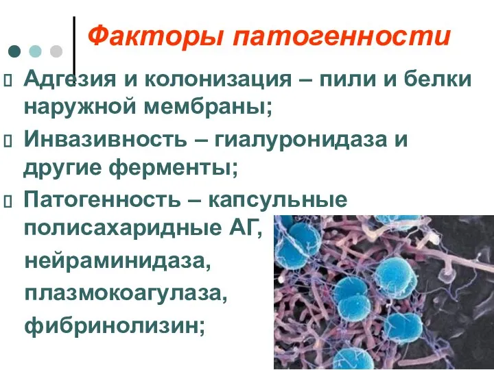 Факторы патогенности Адгезия и колонизация – пили и белки наружной мембраны;