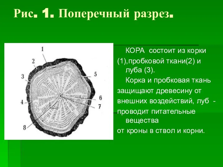 Рис. 1. Поперечный разрез. КОРА состоит из корки (1),пробковой ткани(2) и