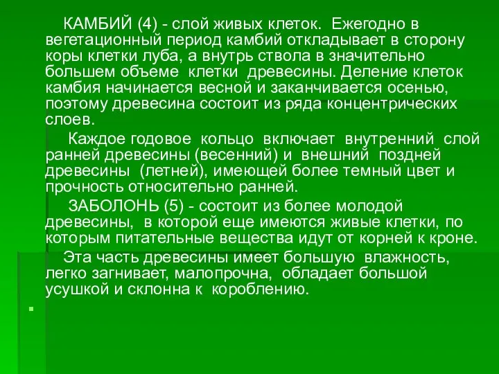 КАМБИЙ (4) - слой живых клеток. Ежегодно в вегетационный период камбий