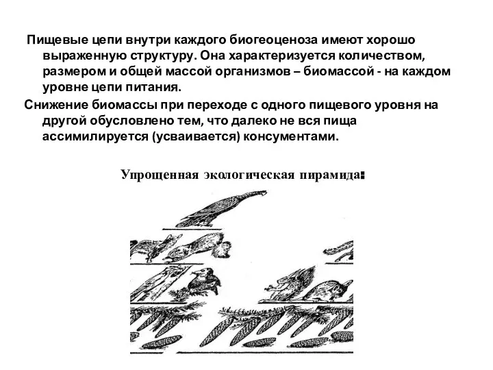 Пищевые цепи внутри каждого биогеоценоза имеют хорошо выраженную структуру. Она характеризуется